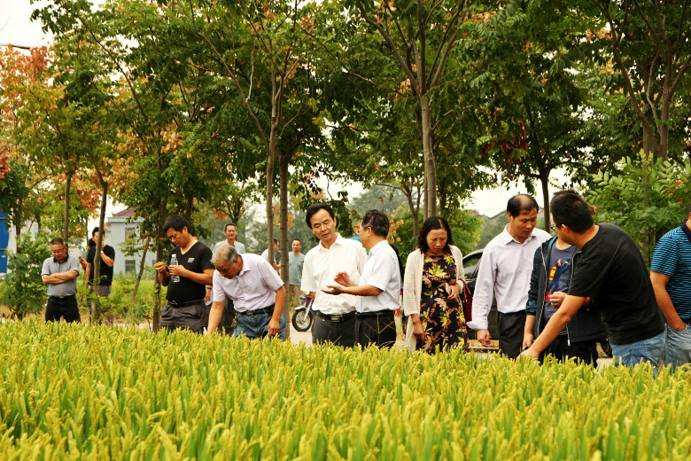 常熟農(nóng)科所水稻觀摩會(huì)照ç‰?017_愛奇藝_conew1.jpg
