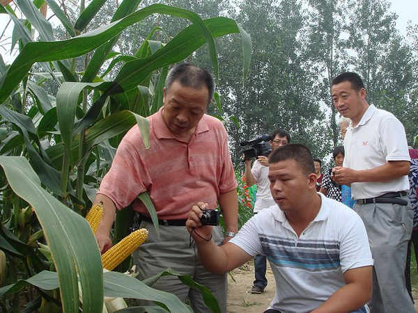 參會者高度評價“中江玉703”的種植表現(xiàn)